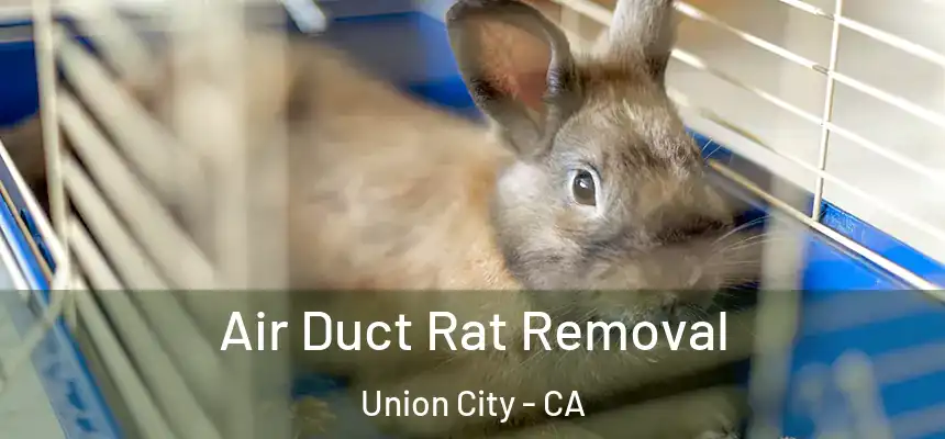  Air Duct Rat Removal Union City - CA